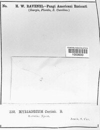 Myriangium curtisii image